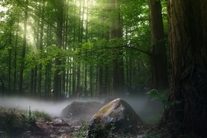 nature picture